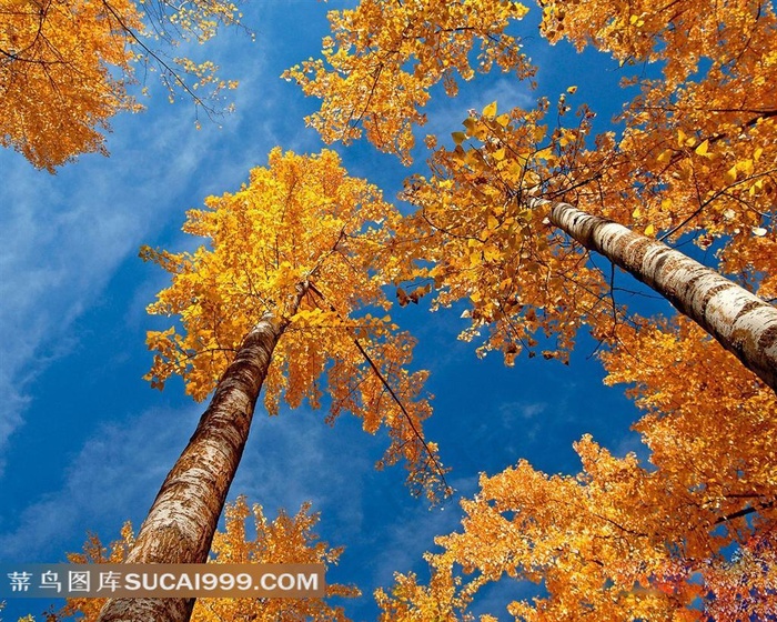 大树蓝天风景图片