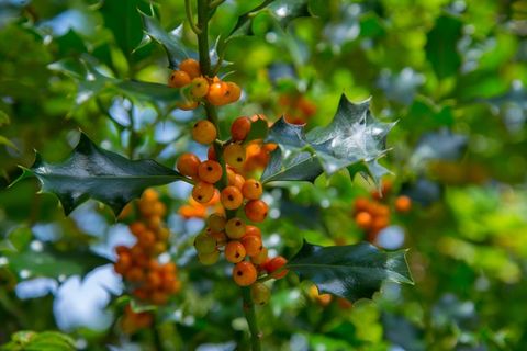 枝头上野生浆果图片
