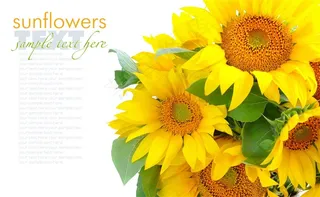 向日葵鲜花图片