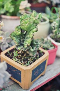 夏天的天台植物 夏天的天台植物