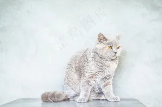 忧郁的灰色猫咪图片