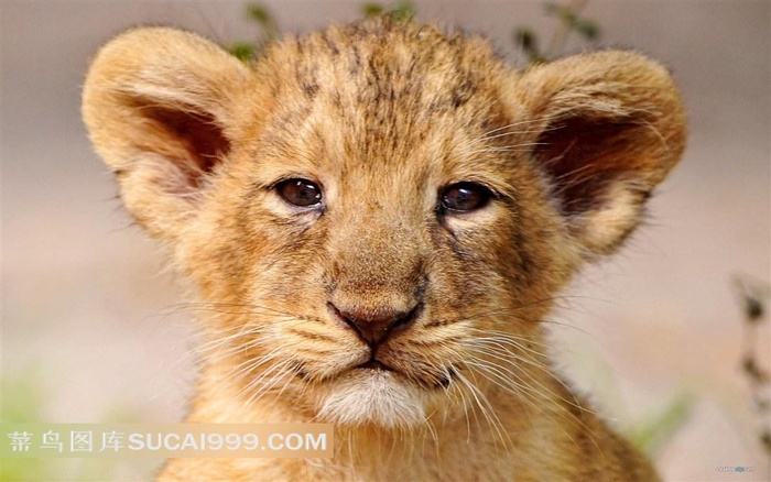 可爱小狮子头像图片