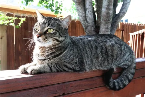 灰色家养猫图片 灰色家养猫图片