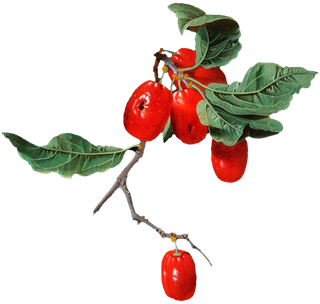 复古油画质感宫廷花卉植物花朵鲜花拼贴图案PNG免抠图片设计素材