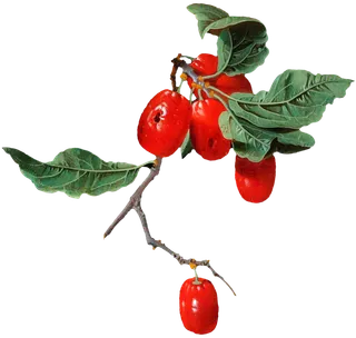 复古油画质感宫廷花卉植物花朵鲜花拼贴图案PNG免抠图片设计素材