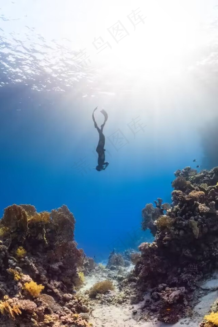 海中的美人鱼