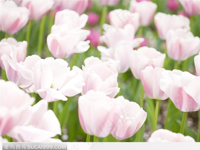 满地白色郁金香