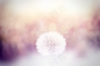 飞舞的蒲公英唯美高清图片