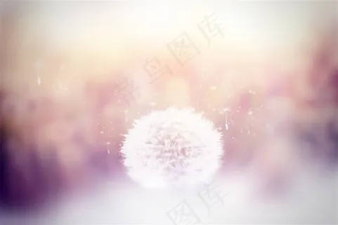 飞舞的蒲公英唯美高清图片 飞舞的蒲公英唯美高清图片