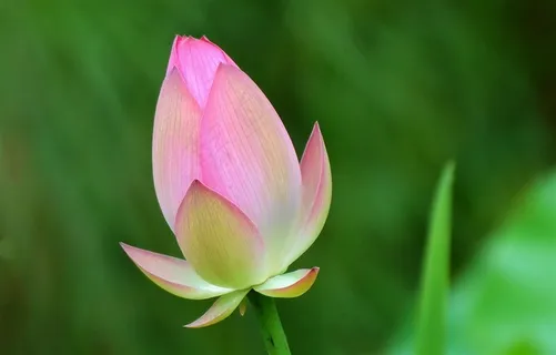 雨后娇艳的荷花高清图片 雨后娇艳的荷花高清图片