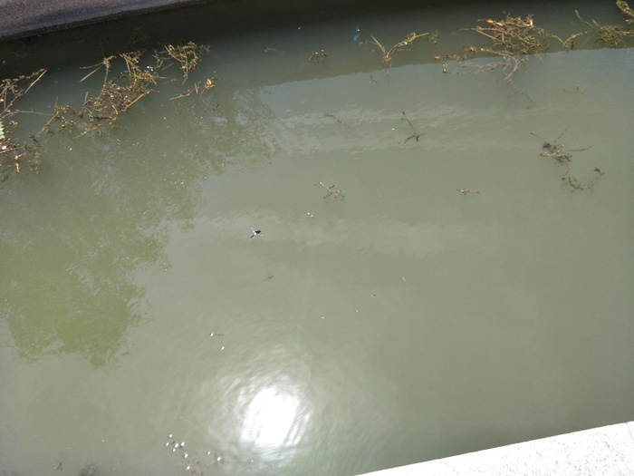 夏日的碧水