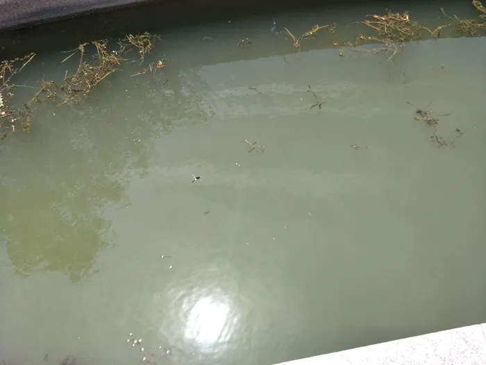 夏日的碧水