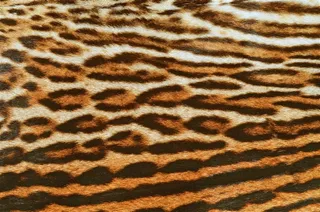 老虎毛笔纹理背景高清大图