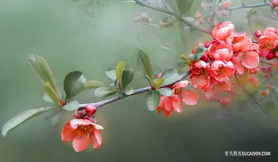 一束红色鲜艳的石榴花