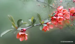 一束红色鲜艳的石榴花