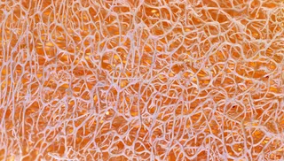 图片设计素材背景鸟语花香