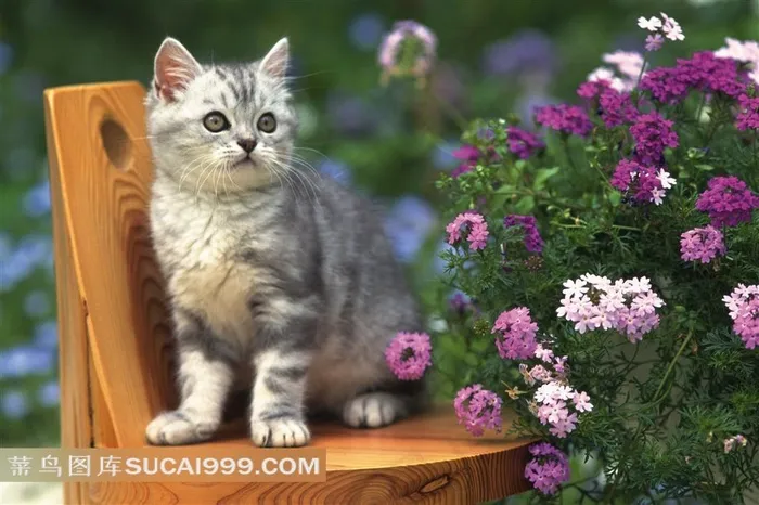 凳子上的小猫特写