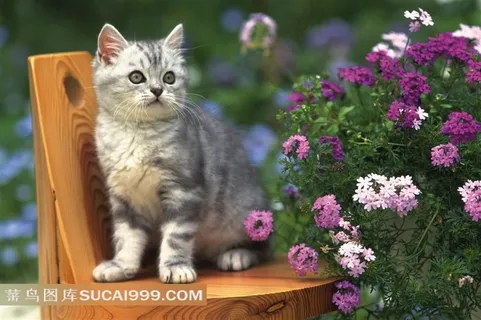 凳子上的小猫特写