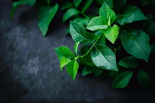 清新绿叶绿植植物叶子特写立夏夏至大暑春夏摄影图