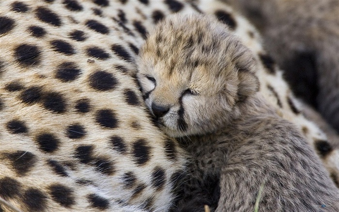 矫健的猎豹摄影图