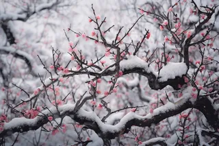 冬季梅花树枝白雪覆盖雪景摄影图