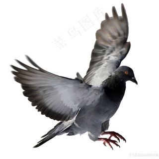 鸽子飞行中免抠图PNG图片