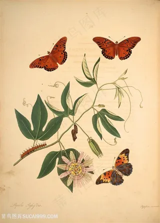 蝴蝶植物毛毛虫复古图谱