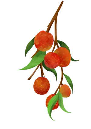 红色荔枝水果插画水彩元素