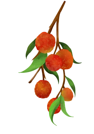 红色荔枝水果插画水彩元素