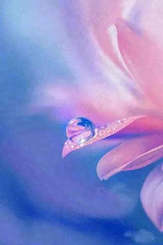 粉蓝渐变鲜花唯美水滴手绘插画