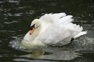 水面大只白天鹅图片