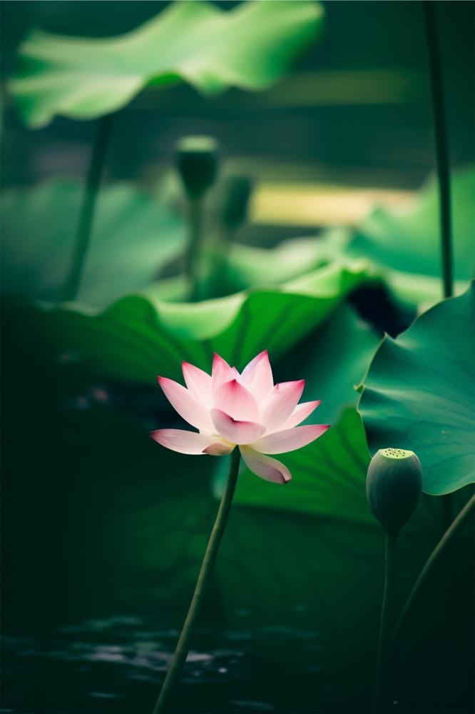 清爽绿色荷花大气节气海报背景