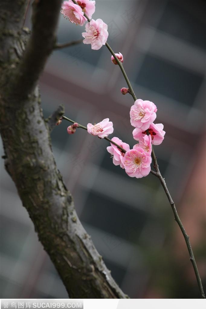 梅花情缘-树枝下的小梅花