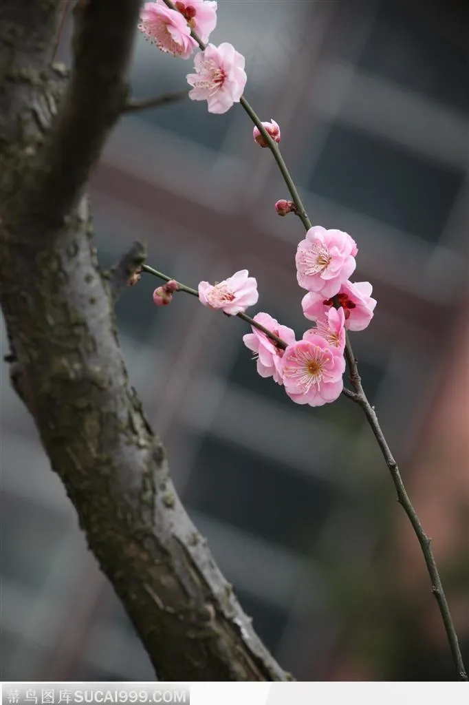 梅花情缘-树枝下的小梅花