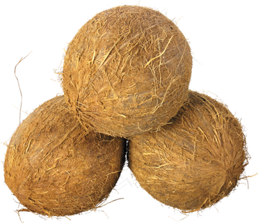 椰子免抠素材 (10)