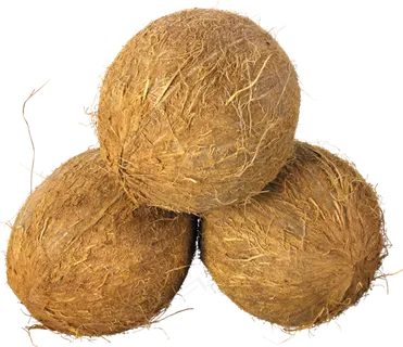 椰子免抠素材 (10)