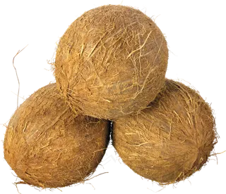 椰子免抠素材 (10)