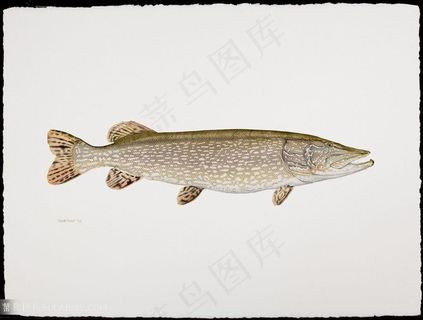 高清时尚手绘鱼插画