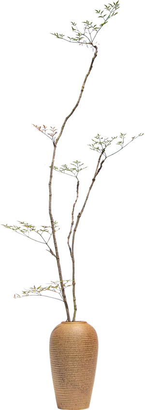 树木树枝树叶免扣素材