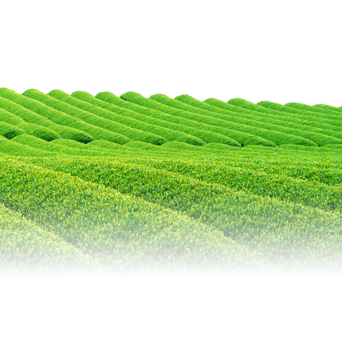 在山坡上的茶叶种植园免抠图片素材