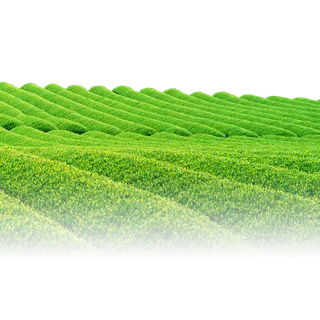 在山坡上的茶叶种植园免抠图片素材