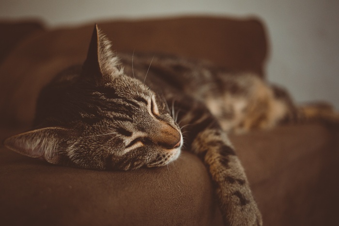 可爱猫咪猫猫摄影素材