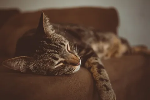 可爱猫咪猫猫摄影素材 可爱猫咪猫猫摄影素材