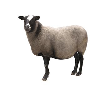 免抠绵羊实物摄影图片