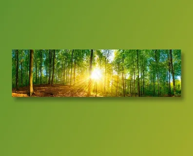 阳光照射下的森林