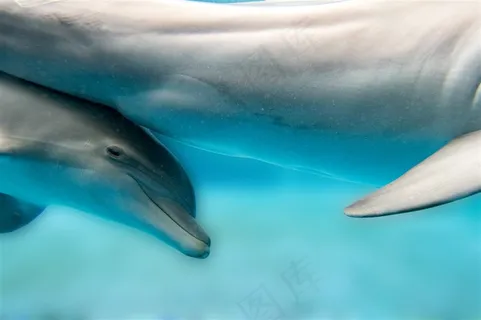 在水里的海豚 在水里的海豚
