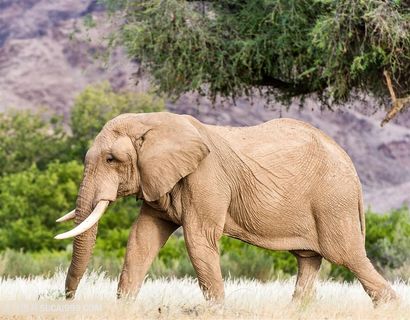 高清户外大象图片