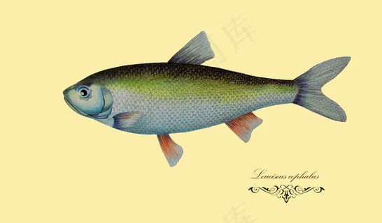 鱼儿绘画图片 鱼儿绘画图片