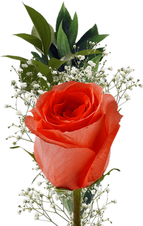 一支玫瑰花素材