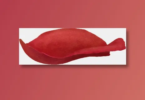 花瓣花朵免扣图片 